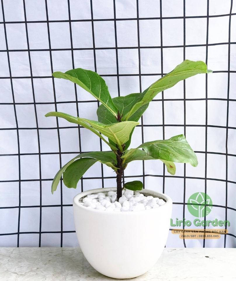 Cây Bàng Singapore Cây Bàng Singapore