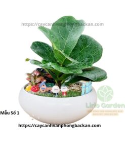 Cây Bàng Trang Trí Tiểu Cảnh