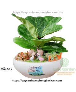 Cây Bàng Trang Trí Tiểu Cảnh