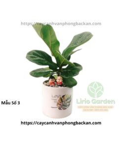 Cây Bàng Trang Trí Tiểu Cảnh