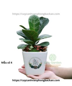 Cây Bàng Trang Trí Tiểu Cảnh