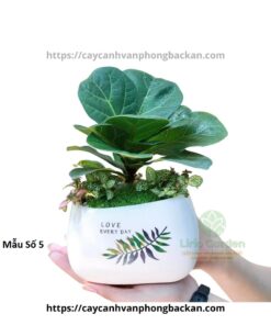 Cây Bàng Trang Trí Tiểu Cảnh