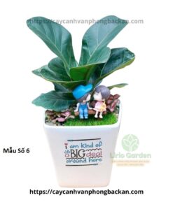 Cây Bàng Trang Trí Tiểu Cảnh