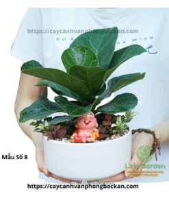 Cây Bàng Trang Trí Tiểu Cảnh