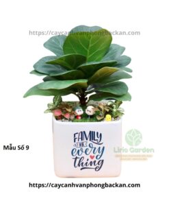 Cây Bàng Trang Trí Tiểu Cảnh