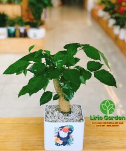 Cây Hạnh Phúc