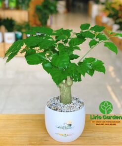 Cây Hạnh Phúc
