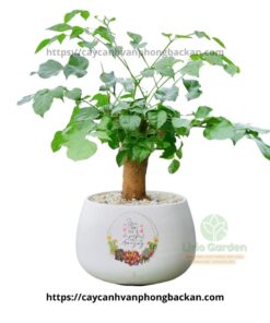 Cây Hạnh Phúc