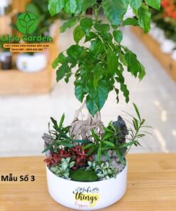 Cây Hạnh Phúc Trang Trí Tiểu Cảnh