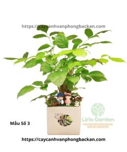 Cây Hạnh Phúc Trang Trí Tiểu Cảnh