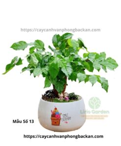 Cây Hạnh Phúc Trang Trí Tiểu Cảnh