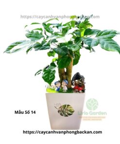 Cây Hạnh Phúc Trang Trí Tiểu Cảnh