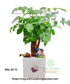 Cây Hạnh Phúc Trang Trí Tiểu Cảnh