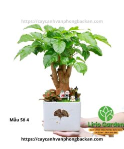 Cây Hạnh Phúc Trang Trí Tiểu Cảnh