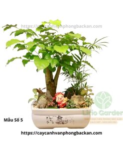 Cây Hạnh Phúc Trang Trí Tiểu Cảnh