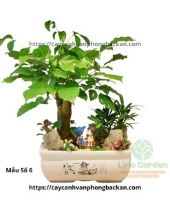 Cây Hạnh Phúc Trang Trí Tiểu Cảnh