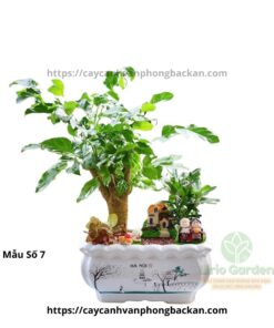 Cây Hạnh Phúc Trang Trí Tiểu Cảnh