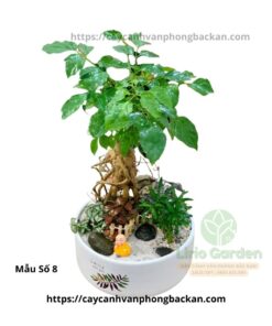 Cây Hạnh Phúc Trang Trí Tiểu Cảnh