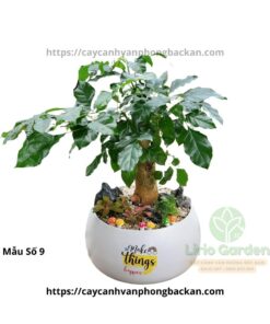 Cây Hạnh Phúc Trang Trí Tiểu Cảnh