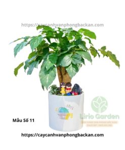 Cây Hạnh Phúc Trang Trí Tiểu Cảnh