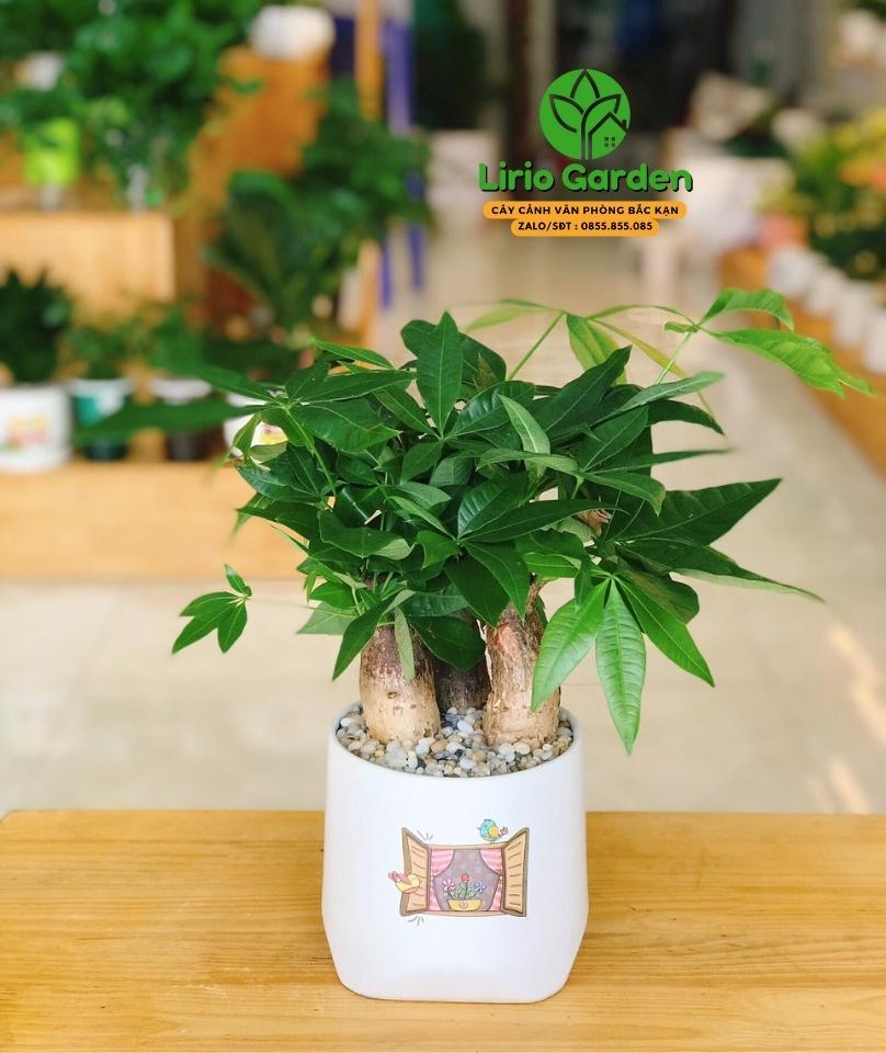 Cây Kim Ngân Ba Thân