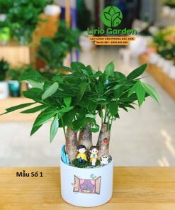 Cây Kim Ngân Ba Thân Trang Trí Tiểu Cảnh