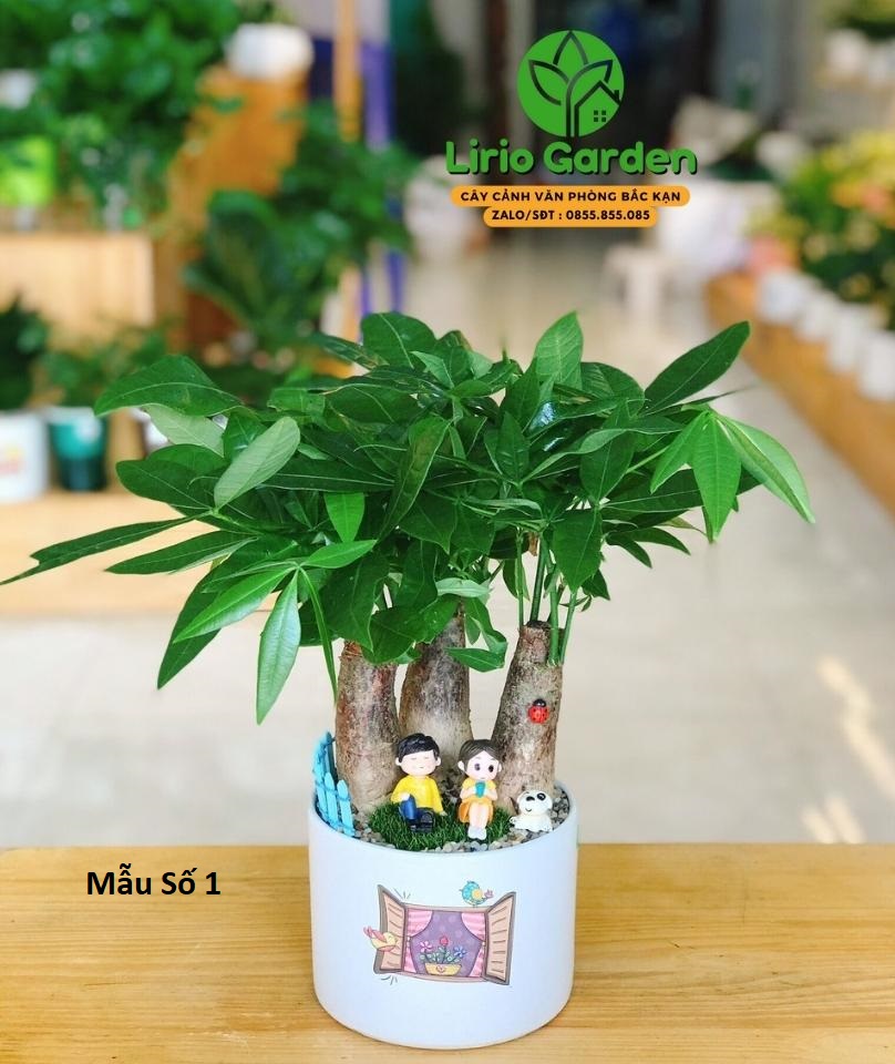 Cây Kim Ngân Ba Thân Trang Trí Tiểu Cảnh