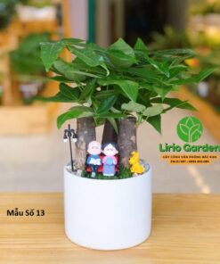 Cây Kim Ngân Ba Thân Trang Trí Tiểu Cảnh