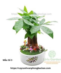 Cây Kim Ngân Ba Thân Trang Trí Tiểu Cảnh