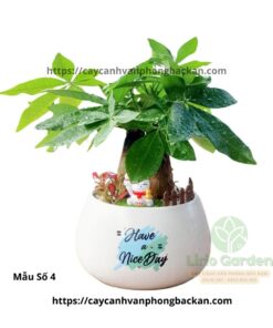 Cây Kim Ngân Ba Thân Trang Trí Tiểu Cảnh