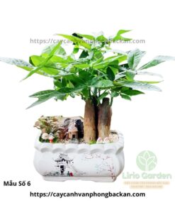 Cây Kim Ngân Ba Thân Trang Trí Tiểu Cảnh