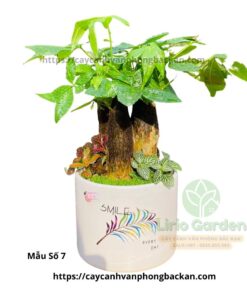 Cây Kim Ngân Ba Thân Trang Trí Tiểu Cảnh