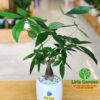 Cây Kim Ngân Một Thân Size Nhỏ