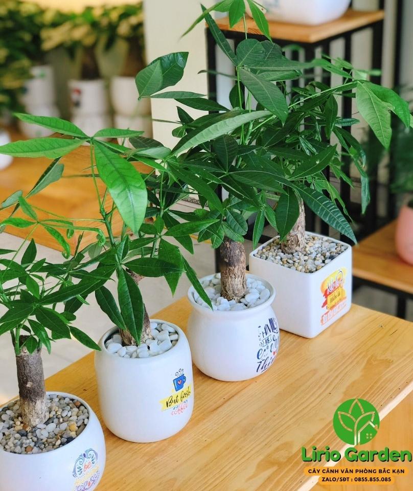 Cây Kim Ngân Một Thân Size Nhỏ