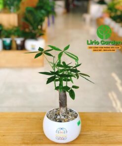 Cây Kim Ngân Một Thân Size Nhỏ