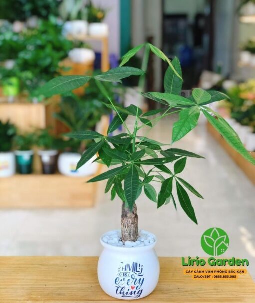 Cây Kim Ngân Một Thân Size Nhỏ