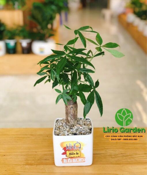 Cây Kim Ngân Một Thân Size Nhỏ