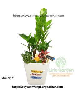 Cây Kim Tiền Trang Trí Tiểu Cảnh