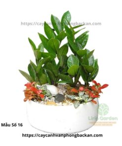 Cây Kim Tiền Trang Trí Tiểu Cảnh