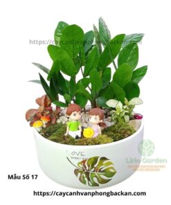 Cây Kim Tiền Trang Trí Tiểu Cảnh