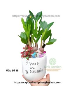 Cây Kim Tiền Trang Trí Tiểu Cảnh