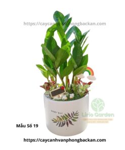 Cây Kim Tiền Trang Trí Tiểu Cảnh