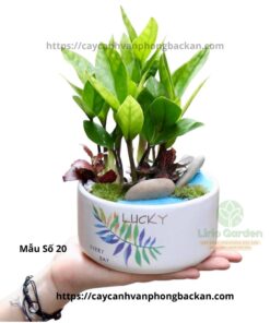Cây Kim Tiền Trang Trí Tiểu Cảnh