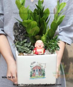 Cây Kim Tiền Trang Trí Tiểu Cảnh