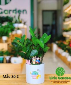 Cây Kim Tiền Trang Trí Tiểu Cảnh