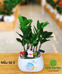 Cây Kim Tiền Trang Trí Tiểu Cảnh