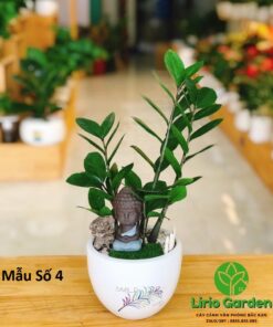 Cây Kim Tiền Trang Trí Tiểu Cảnh