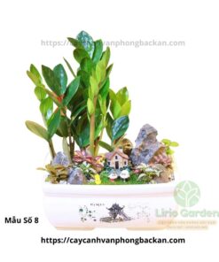 Cây Kim Tiền Trang Trí Tiểu Cảnh
