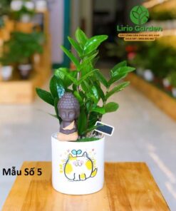 Cây Kim Tiền Trang Trí Tiểu Cảnh