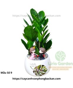 Cây Kim Tiền Trang Trí Tiểu Cảnh